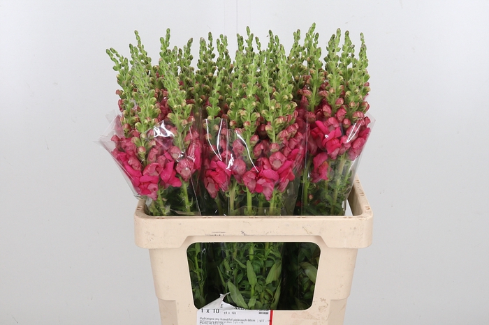 <h4>Antir Poto Cher Rose</h4>