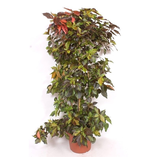<h4>Acalypha wilkesiana</h4>