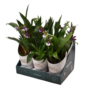 Zygopetalum 1 tak 4+ knop mix 12 cm in Bush Brothers showdoos met potcover