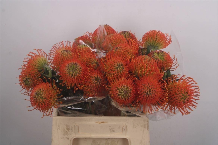 <h4>LEUCO CO NEENA</h4>