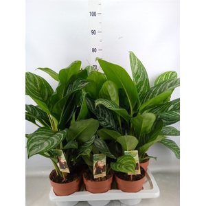 Aglaonema   ...
