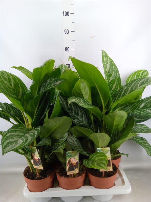<h4>Aglaonema   ...</h4>