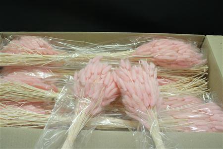 <h4>Lagurus Baby Rosa X15</h4>