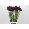 Allium Forelock