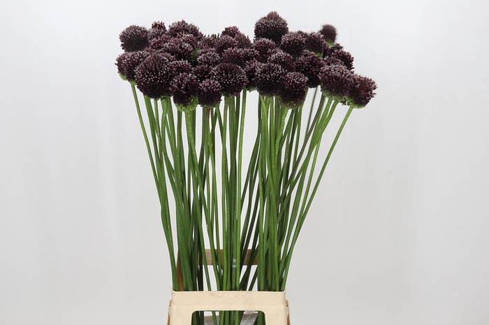<h4>Allium Forelock</h4>