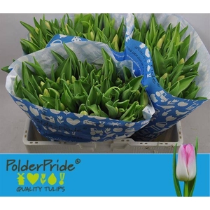 Tulipa si dynasty