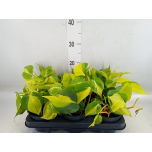 Philodendron scand. 'Brasil'