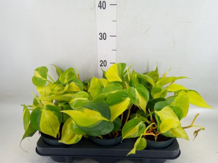 <h4>Philodendron scand. 'Brasil'</h4>