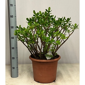 CRASS OVATA
