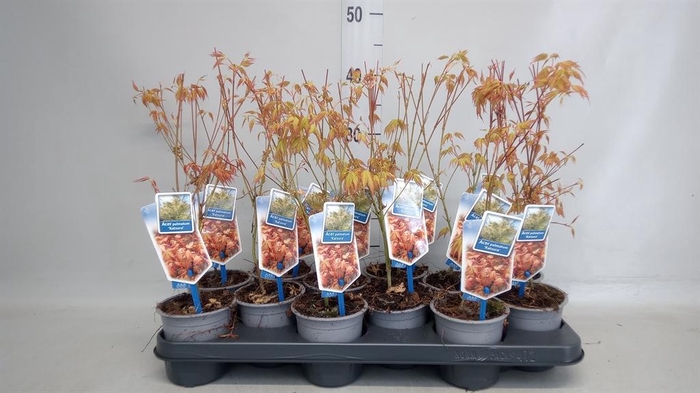 <h4>Acer palmatum 'Katsura'</h4>