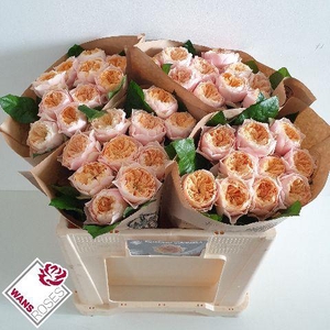 R GR ROMANT VUVUZELA .