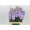 Matthiola Iron Marine