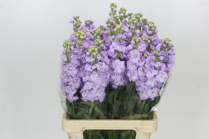 <h4>Matthiola Iron Marine</h4>