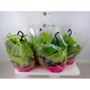 Epipremnum pinn.   HG