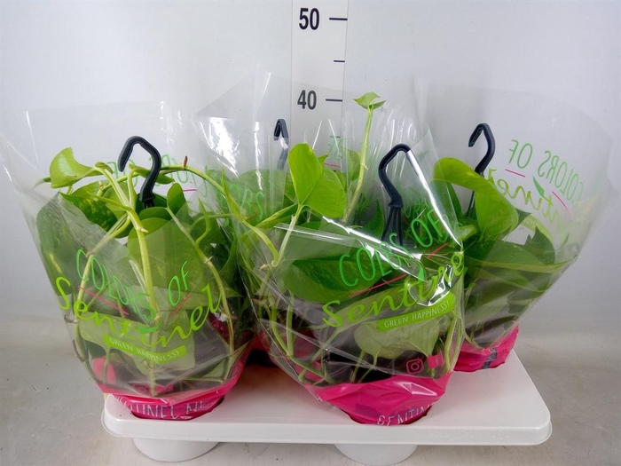 <h4>Epipremnum pinn.   HG</h4>