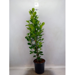 Ficus microcarpa 'Moclame'