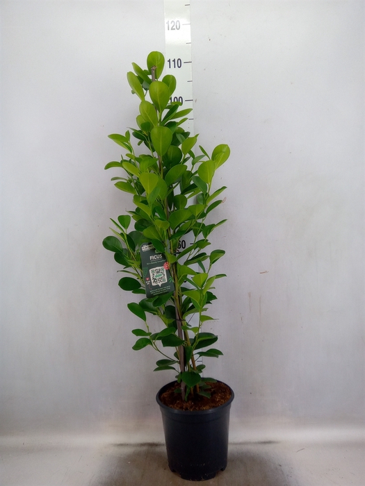 Ficus microcarpa 'Moclame'