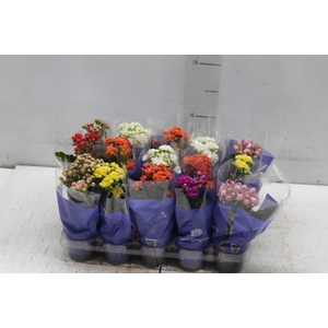 KAL. DOBRADO MINI P06