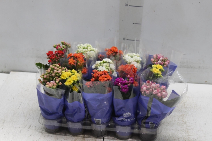 <h4>KAL. DOBRADO MINI P06</h4>