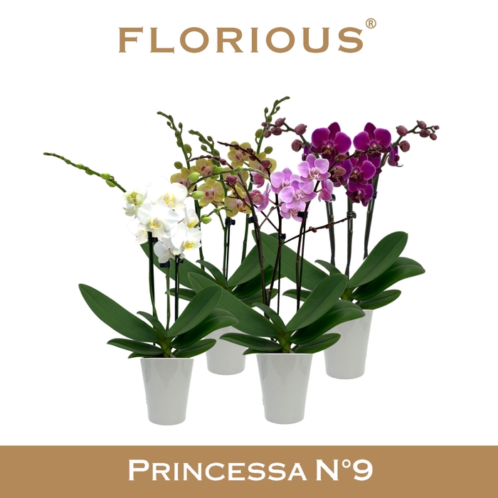 <h4>No9 Phalanopsis 3 Tak Mix+Deco</h4>