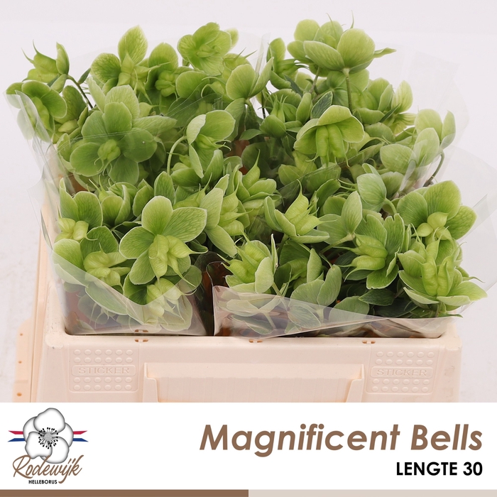 <h4>HELL  MAGNIFIC BELLS</h4>