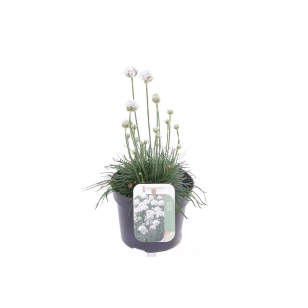 <h4>Armeria maritima Alba</h4>
