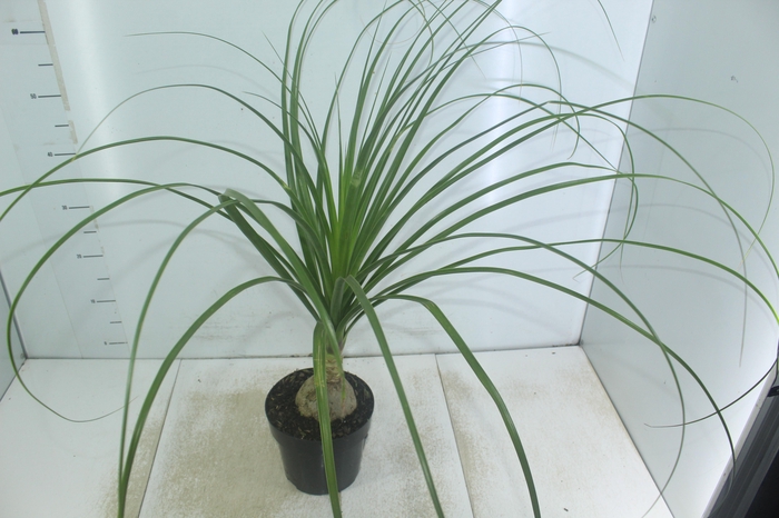 <h4>BEAUCARNEA P17</h4>