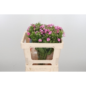 Phlox P Senora