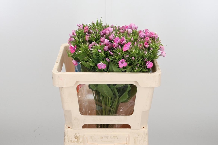 <h4>Phlox P Senora</h4>