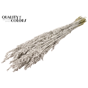 Avena per bunch Platina