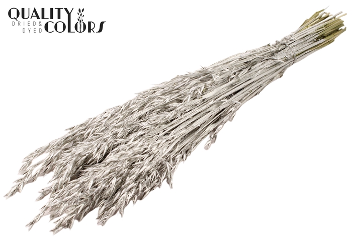 <h4>Avena per bunch Platina</h4>