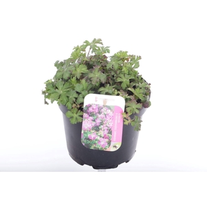 Geranium cant. Cambridge