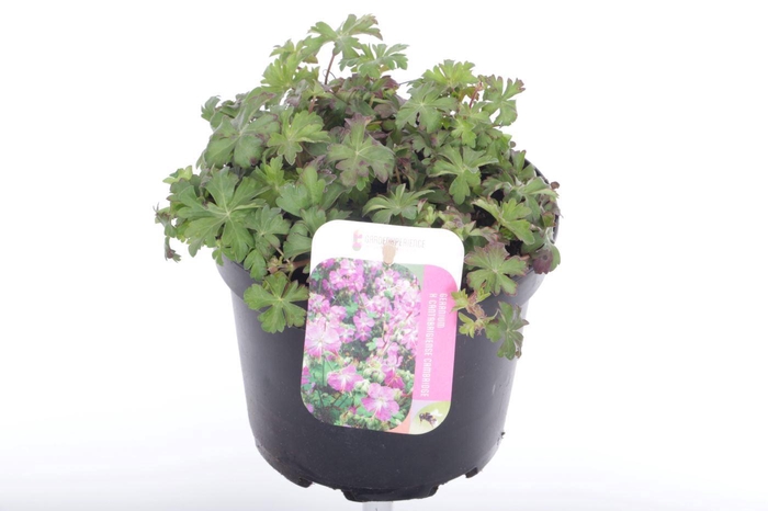 <h4>Geranium cant. Cambridge</h4>