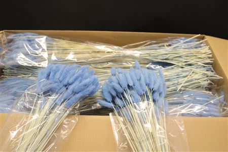 <h4>Lagurus Licht Blauw X30</h4>