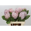 Protea Cynaroides