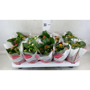 Kalanchoe blos.   ..mix 5