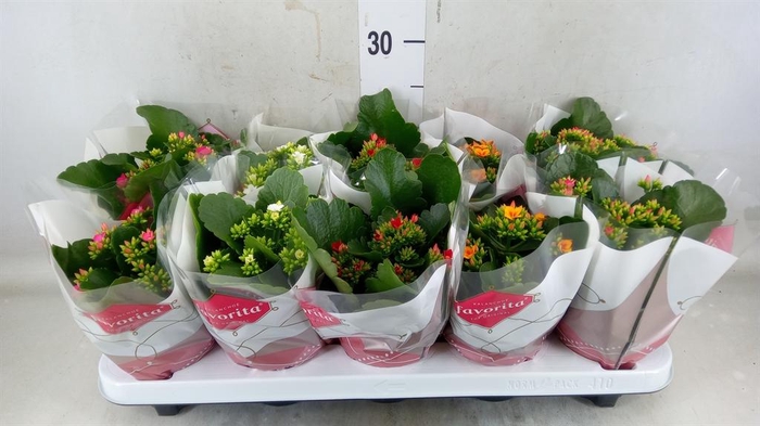 <h4>Kalanchoe blos.   ..mix 5</h4>