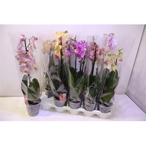 Phal 2 Tak Kort Mix