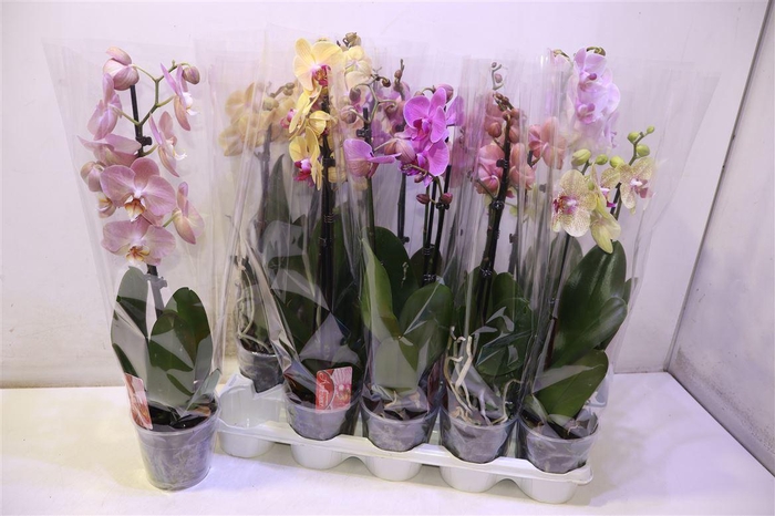 <h4>Phal 2 Tak Kort Mix</h4>