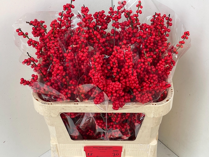 <h4>ILEX VE RODE BES</h4>