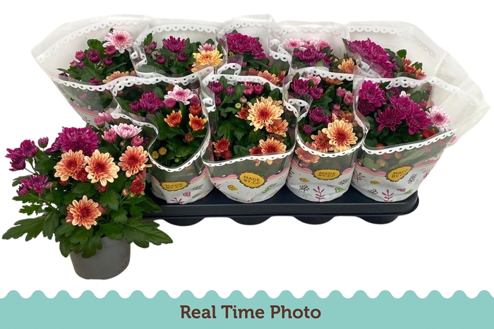 <h4>CHRYS GEM IN POT</h4>