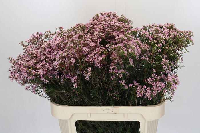 <h4>Chamelaucium Jupiter Solar</h4>