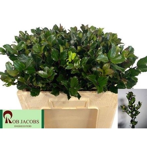 Ilex Bl M Blue Prince