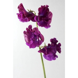LATHYRUS OD BORDEAUX