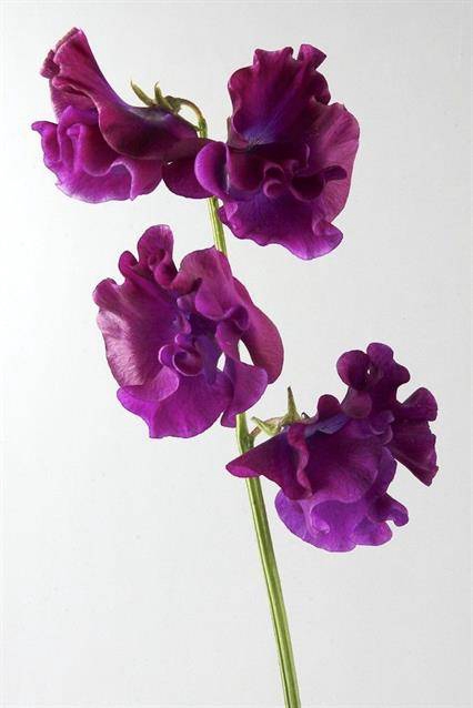 <h4>LATHYRUS OD BORDEAUX</h4>