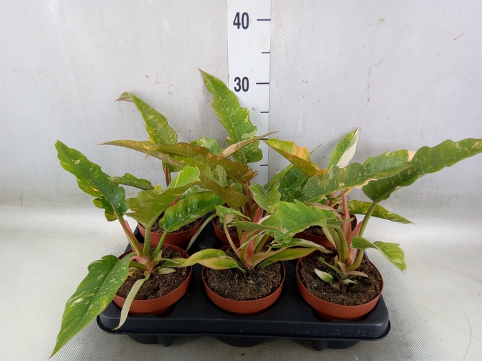 <h4>Philodendron   ...</h4>