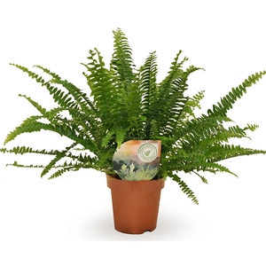 Nephrolepis Green Lady