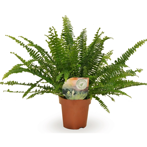 <h4>Nephrolepis Green Lady</h4>