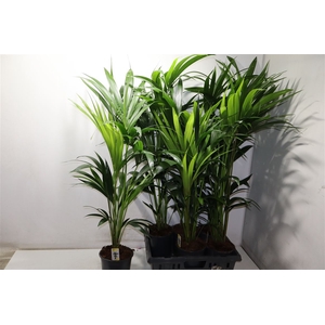 Howea Forsteriana