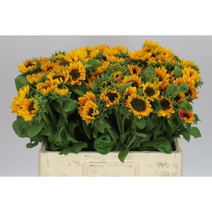 Helianthus A Sonja